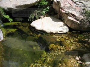 PINE CREEK CANYON - In May, pools of water attract birds, coyote, deer and ring-tailed cats