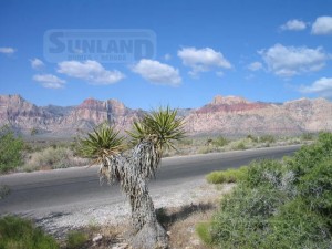Joshua trees and desert plants - Red Rock Canyon